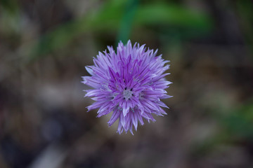 Macro abstract view of a single allium flower (chives)