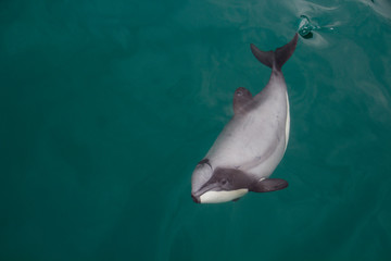 Hector dolphin pass © Mark