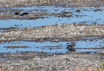 Peregrine Falcon standing in a wetland and just been attacked by a lapwing