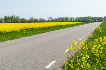 Country road surrounded by blossom rape seed