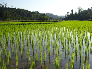 Champ de riz en Asie