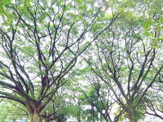 Obraz premium Car under the shades of tree