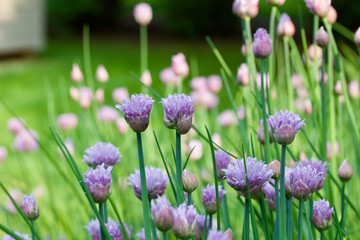 Close up abstract view of allium flowers (chives)