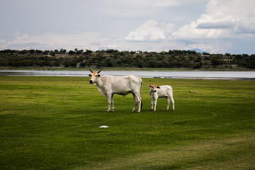 Vaca y becerro mirando