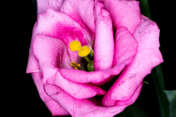 Eustoma, commonly known as lisianthus or prairie gentian, genus in the gentian family, macro with shallow depth of field 