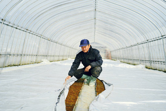 Farmer watching the growth of seedlings in plastic house