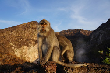 Two monkeys in a mountain area