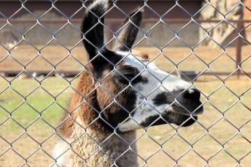 large portrait of a lama behind a fence