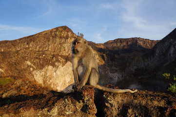 sitting on a mountain monkey