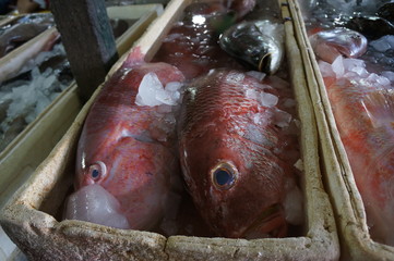 Fresh-caught red snapper in the ice box