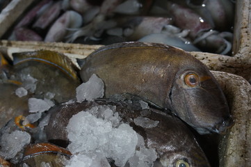 surprised fish lying on ice