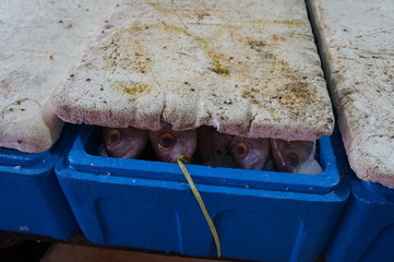 curious fish looking out of the ice box