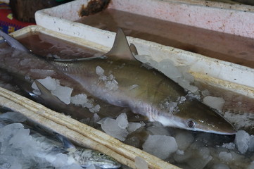 shark for sale for food at local Bali market