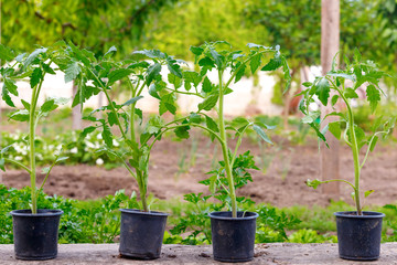 Small green sprout tomato plant on pot before planting