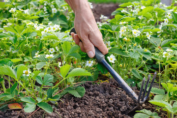 Man farmer caring for strawberry sprouts in outdoors.