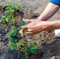 Man farmer planting tomato seedlings in garden outdoors.