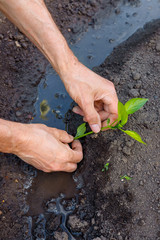 Man farmer planting pepper seedlings in garden outdoors.