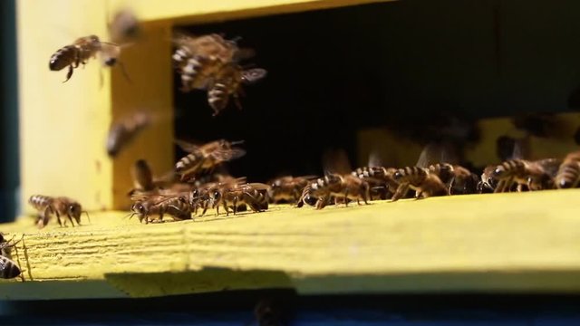 Close up of flying bees in the front of wooden beehive entrance. Bee flying to hive. Honey bee drone enter the hive. Hives in an apiary with working bees flying to the landing boards. Bees convert nec