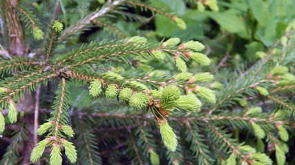 The awakening of nature. Young  shoots spruce.