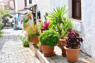 Everyday life on the meditteranean streets. Flowerpots with flowers, palms and other plants are on the ground. Narrow street with paving stone goes down to the sea.