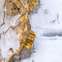 Square Close up of the deteriorated skull of an animal viewed in winter