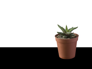 succulent in a pot on the table