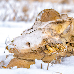 Square Close up of an animal skull against a grassy ground blanketed with snow