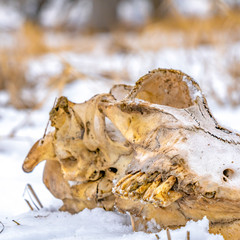 Square frame Close up of an animal skull against a grassy ground blanketed with snow