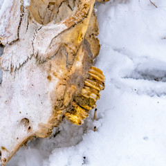 Square frame Close up of an old animal skull viewed on a frosty winter day
