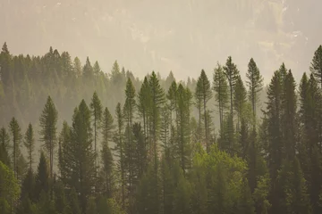 Papier Peint photo Lavable Forêt dans le brouillard Fumée de feu de forêt dans les montagnes de Fernie, en Colombie-Britannique