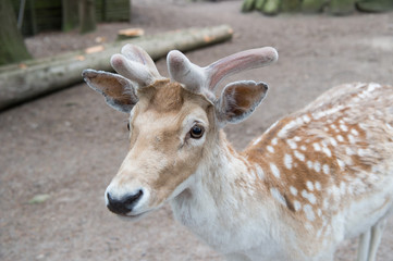 Deer in zoo. Young deer relaxing in zoo. Tender soft horns of little animal. Gorgeous deer close up. Deer in natural environment nature background. Animal rights