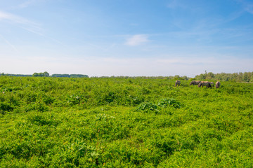 Horses in a field of a natural park below a blue cloudy sky in sunlight in spring © Naj