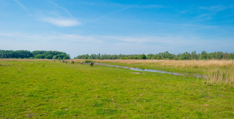 Horses in a field of a natural park below a blue cloudy sky in sunlight in spring