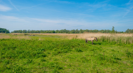 Horses in a field of a natural park below a blue cloudy sky in sunlight in spring © Naj