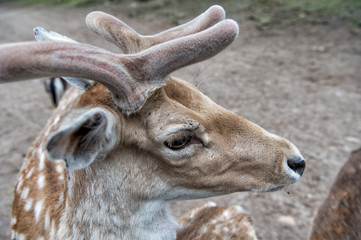Tender soft horns of little animal. Gorgeous deer close up. Deer in natural environment nature background. Animal rights. Deer in zoo. Young deer relaxing in zoo