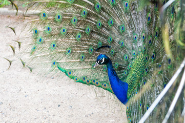 Fototapeta premium Natural beauty. Peacock bird. Zoo concept. Peacock in natural environment nature background. Male peacock with colorful blue green feathers elevated in courtship is staring straight ahead