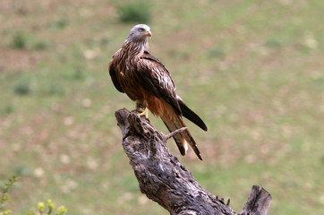 Red Kite, Milvus milvus