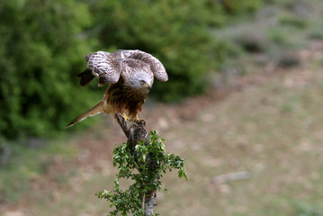 Red Kite, Milvus milvus, raptor, birds