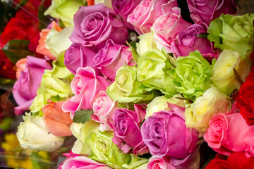 Several color varieties of roses