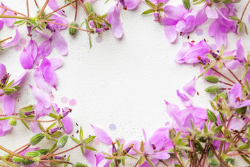 Blossom pink flowers on white background.