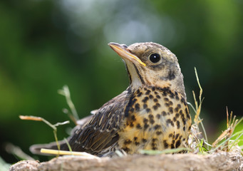 Portrait of a nestling thrush Fieldfare
