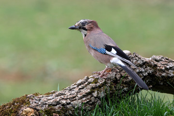 Jay, Garrulus glandarius, corvidade, birds