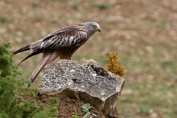 Red Kite, Milvus milvus,