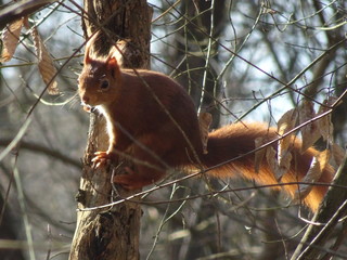 Ecureuil dans la forêt en hivers - 2019