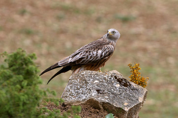Red Kite, Milvus milvus