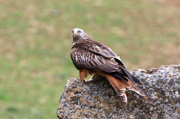 Red Kite, Milvus milvus, raptor