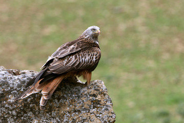 Red Kite, Milvus milvus,