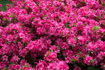 Fototapeta premium Rhododendron pink flower blooming. Pink rhododendron flower. Rhododendron pattern. Natural beauty. Beautiful blooming texture background. Flowers backdrop. Aroma fragrance. Blossoming bush