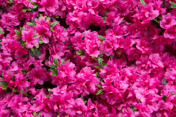 Obraz na płótnie Canvas Pink rhododendron flower. Rhododendron pattern. Natural beauty. Beautiful blooming texture background. Flowers backdrop. Aroma fragrance. Blossoming bush. Rhododendron pink flower blooming