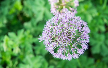 Allium blooming close up. Ball of blossoming allium flowers. Beautiful alliums for gardening theme. Botany concept. Violet bloom gorgeous flower. Gardening and planting plants